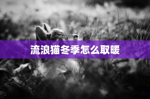 流浪貓冬季怎么取暖