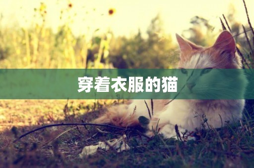 穿著衣服的貓