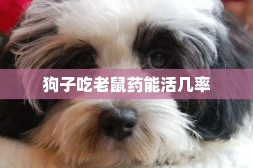 狗子吃老鼠藥能活幾率