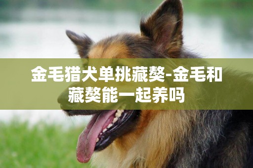 金毛獵犬單挑藏獒-金毛和藏獒能一起養嗎