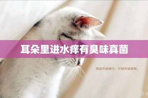 耳朵里進水癢有臭味真菌