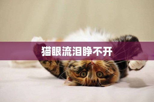 貓眼流淚睜不開
