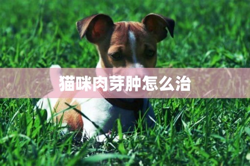 貓咪肉芽腫怎么治