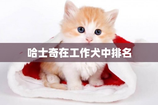 哈士奇在工作犬中排名