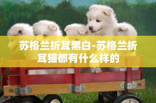 蘇格蘭折耳黑白-蘇格蘭折耳貓都有什么樣的