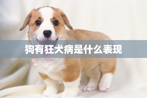 狗有狂犬病是什么表現