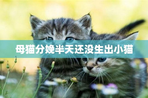母貓分娩半天還沒生出小貓