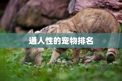 通人性的寵物排名