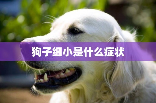 狗子細小是什么癥狀