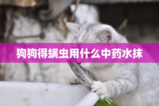 狗狗得螨蟲用什么中藥水抹