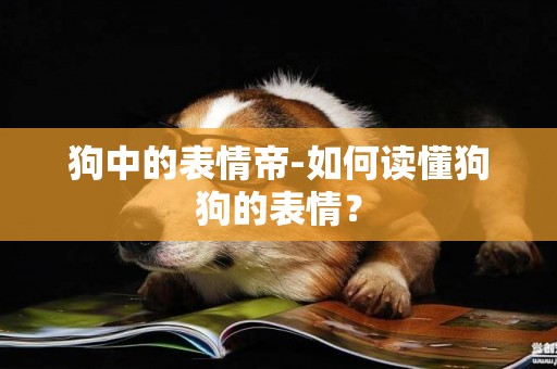 狗中的表情帝-如何讀懂狗狗的表情？