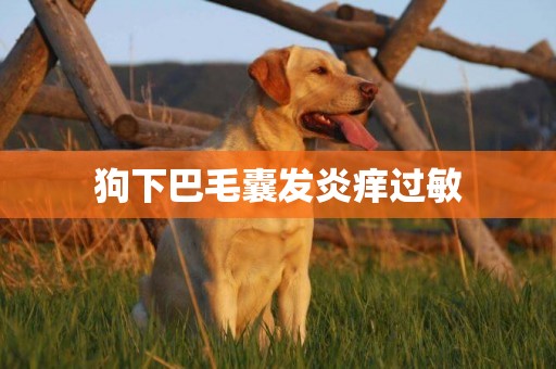狗下巴毛囊發炎癢過敏
