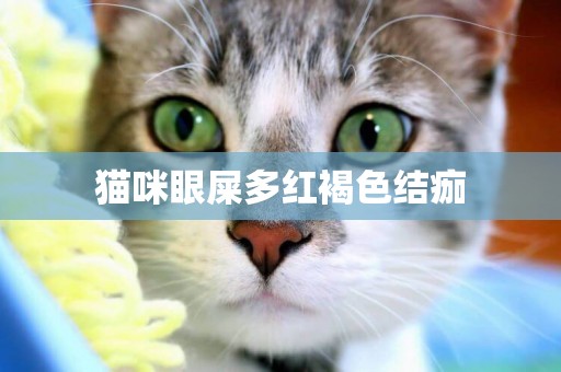 貓咪眼屎多紅褐色結痂