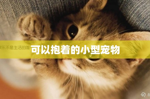 可以抱著的小型寵物