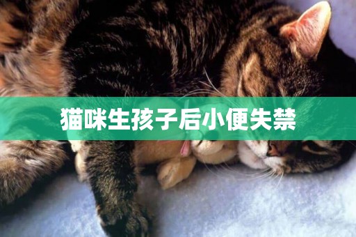 貓咪生孩子后小便失禁