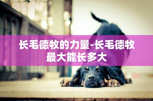 長毛德牧的力量-長毛德牧最大能長多大