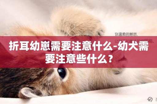 折耳幼崽需要注意什么-幼犬需要注意些什么？