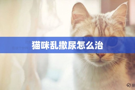 貓咪亂撒尿怎么治