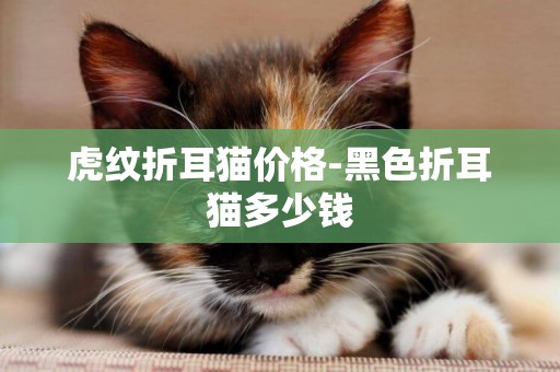 虎紋折耳貓價格-黑色折耳貓多少錢
