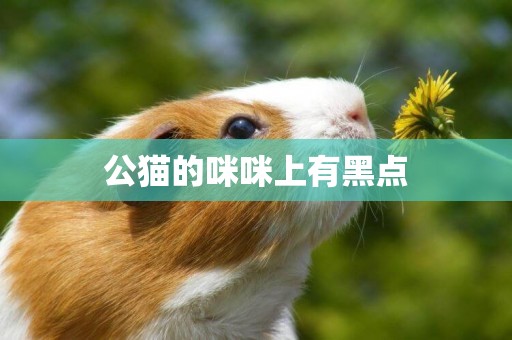 公貓的咪咪上有黑點