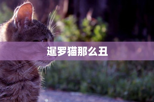 暹羅貓那么丑