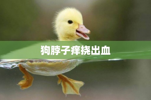 狗脖子癢撓出血