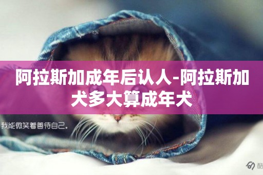 阿拉斯加成年后認人-阿拉斯加犬多大算成年犬