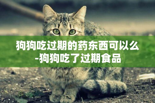狗狗吃過期的藥東西可以么-狗狗吃了過期食品