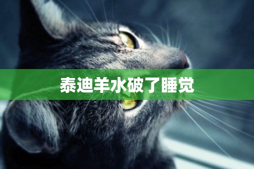 泰迪羊水破了睡覺