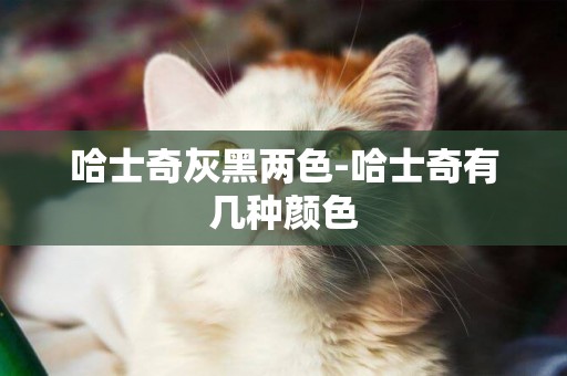 哈士奇灰黑兩色-哈士奇有幾種顏色