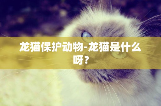 龍貓保護動物-龍貓是什么呀？