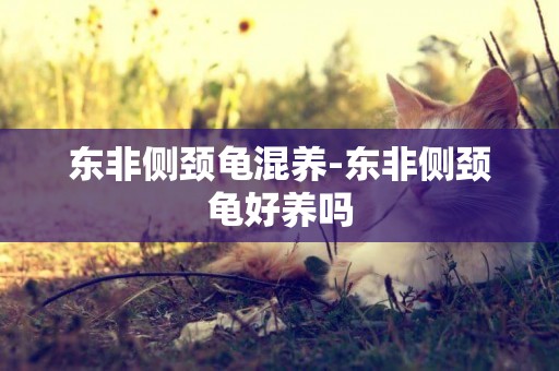 東非側頸龜混養-東非側頸龜好養嗎
