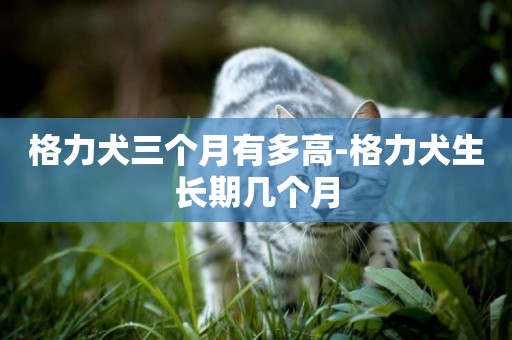 格力犬三個月有多高-格力犬生長期幾個月