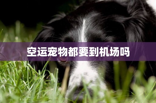 空運寵物都要到機場嗎