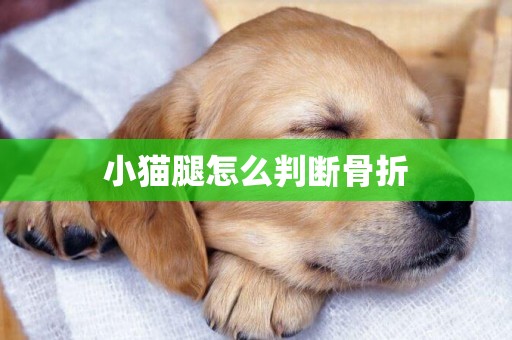 小貓腿怎么判斷骨折