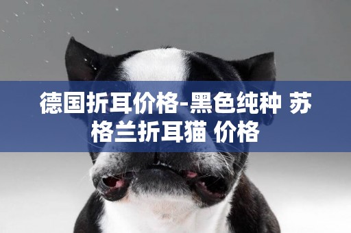 德國折耳價格-黑色純種 蘇格蘭折耳貓 價格