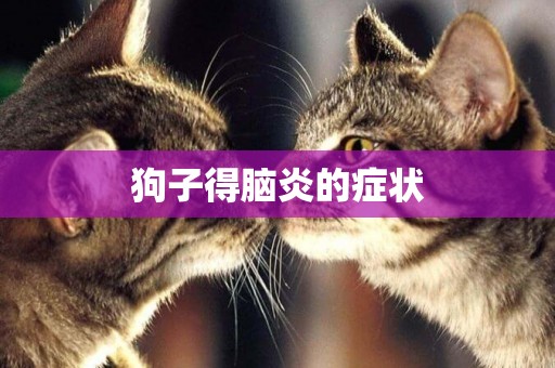 狗子得腦炎的癥狀