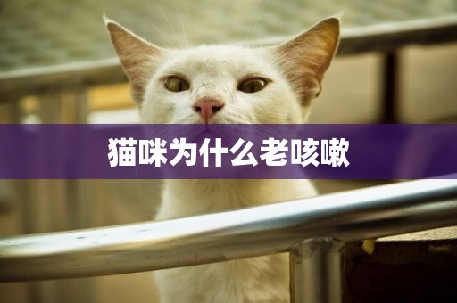 貓咪為什么老咳嗽