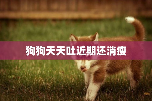 狗狗天天吐近期還消瘦