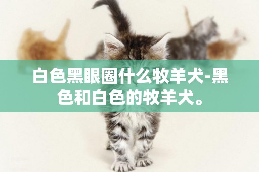 白色黑眼圈什么牧羊犬-黑色和白色的牧羊犬。