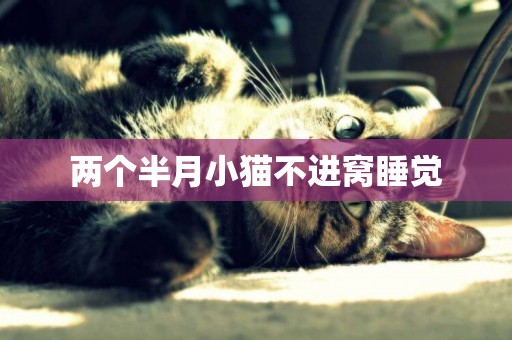 兩個半月小貓不進窩睡覺