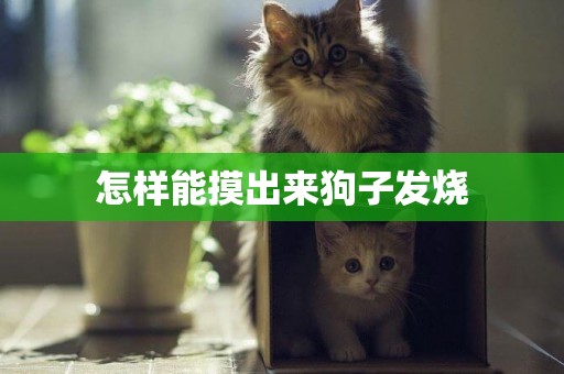 怎樣能摸出來狗子發燒