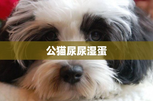 公貓尿尿濕蛋