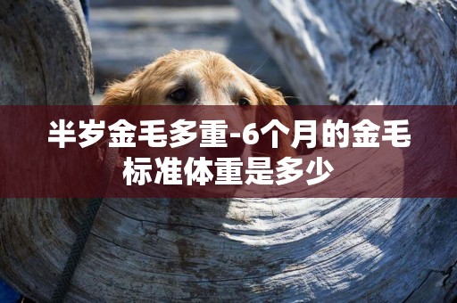 半歲金毛多重-6個月的金毛標準體重是多少