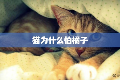 貓為什么怕橘子
