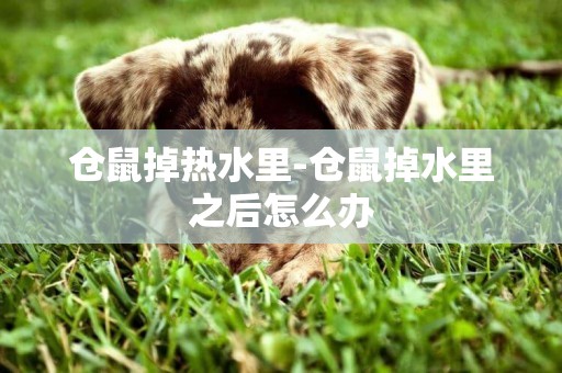 倉鼠掉熱水里-倉鼠掉水里之后怎么辦