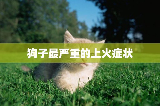 狗子最嚴重的上火癥狀