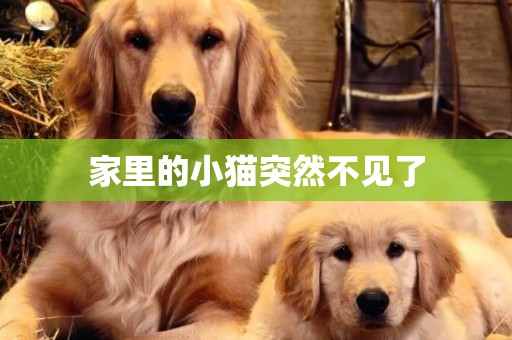 家里的小貓突然不見了