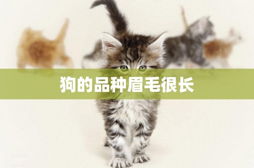 狗的品種眉毛很長