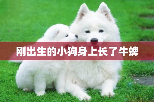 剛出生的小狗身上長了牛蜱